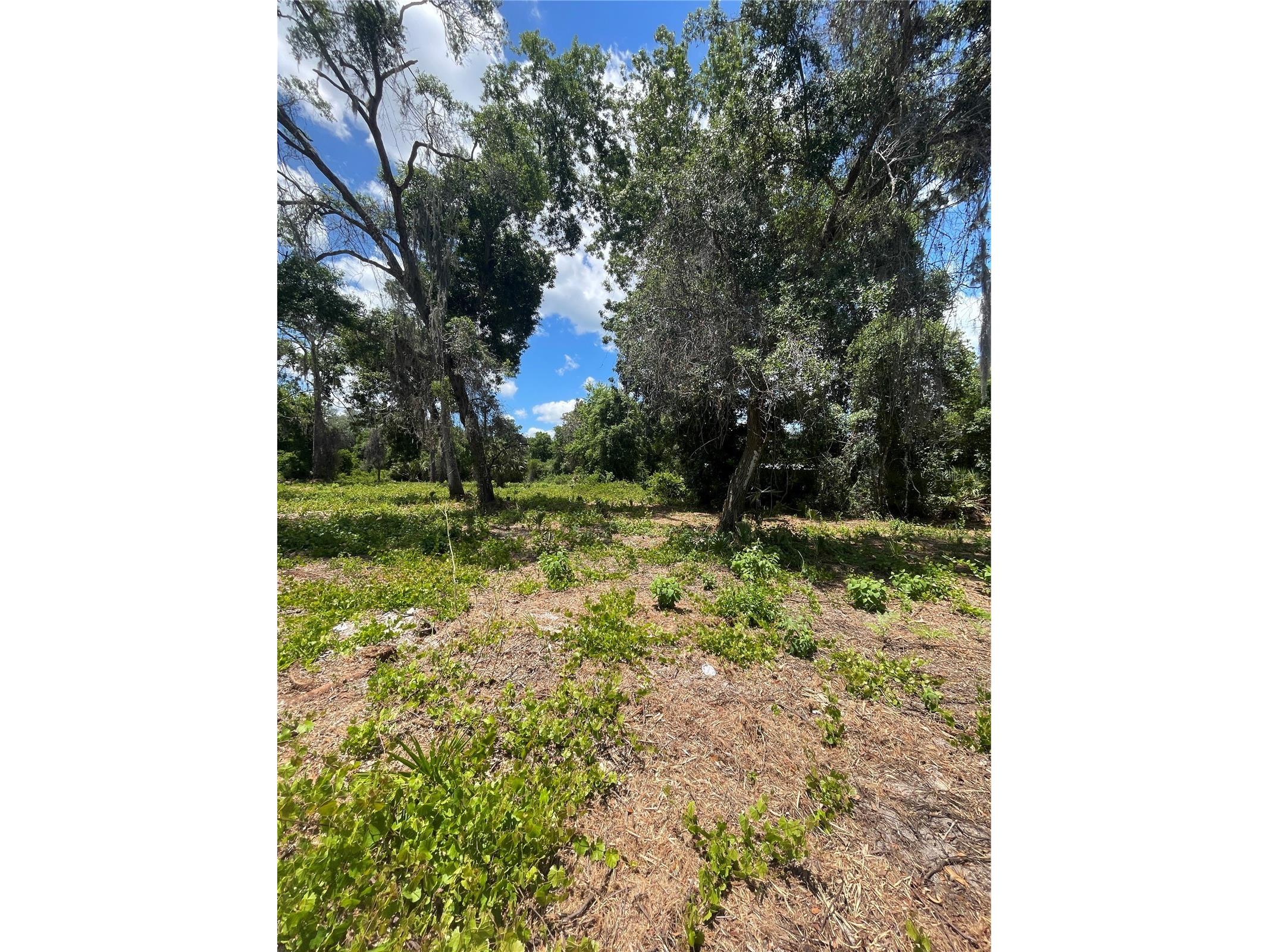 County Road 42 Umatilla FL 32784 G5113247 image5
