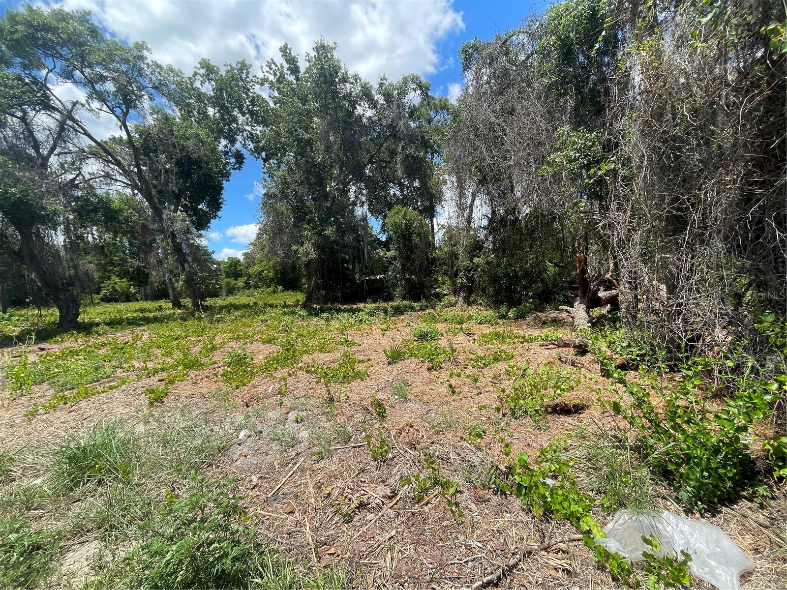 County Road 42 Umatilla FL 32784 G5113274 image2
