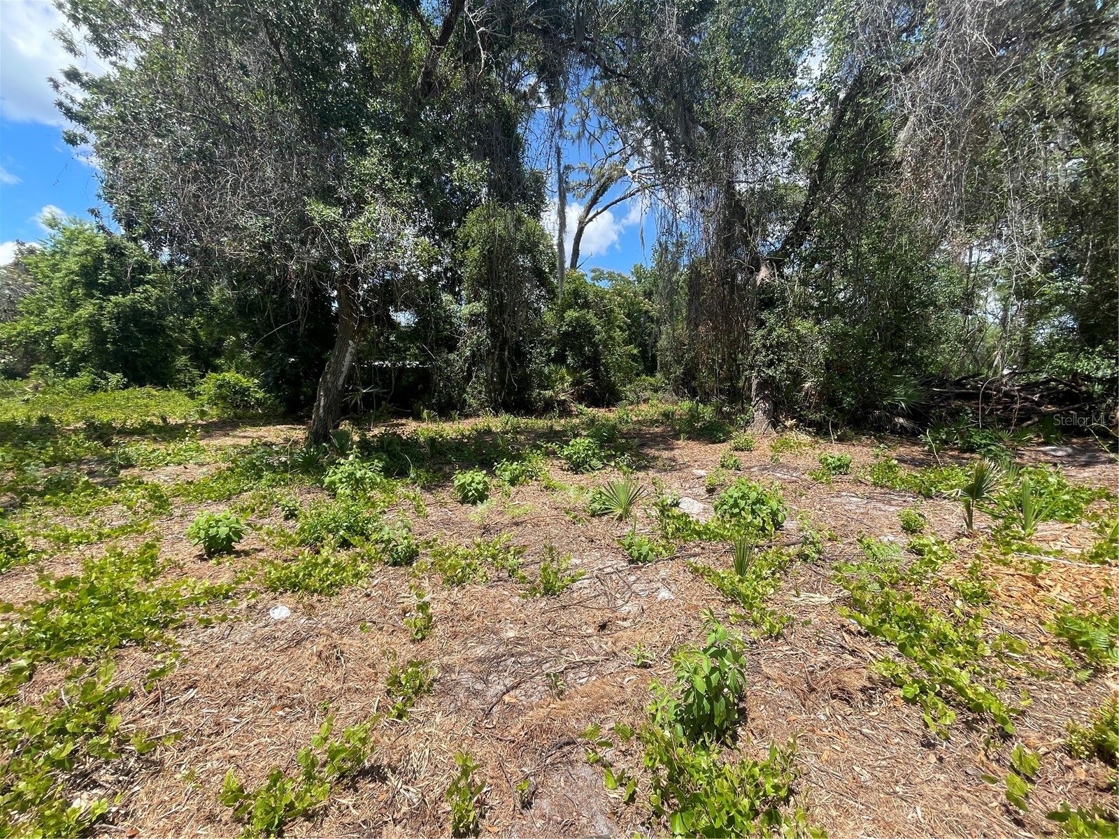 County Road 42 Umatilla FL 32784 G5113274 image4
