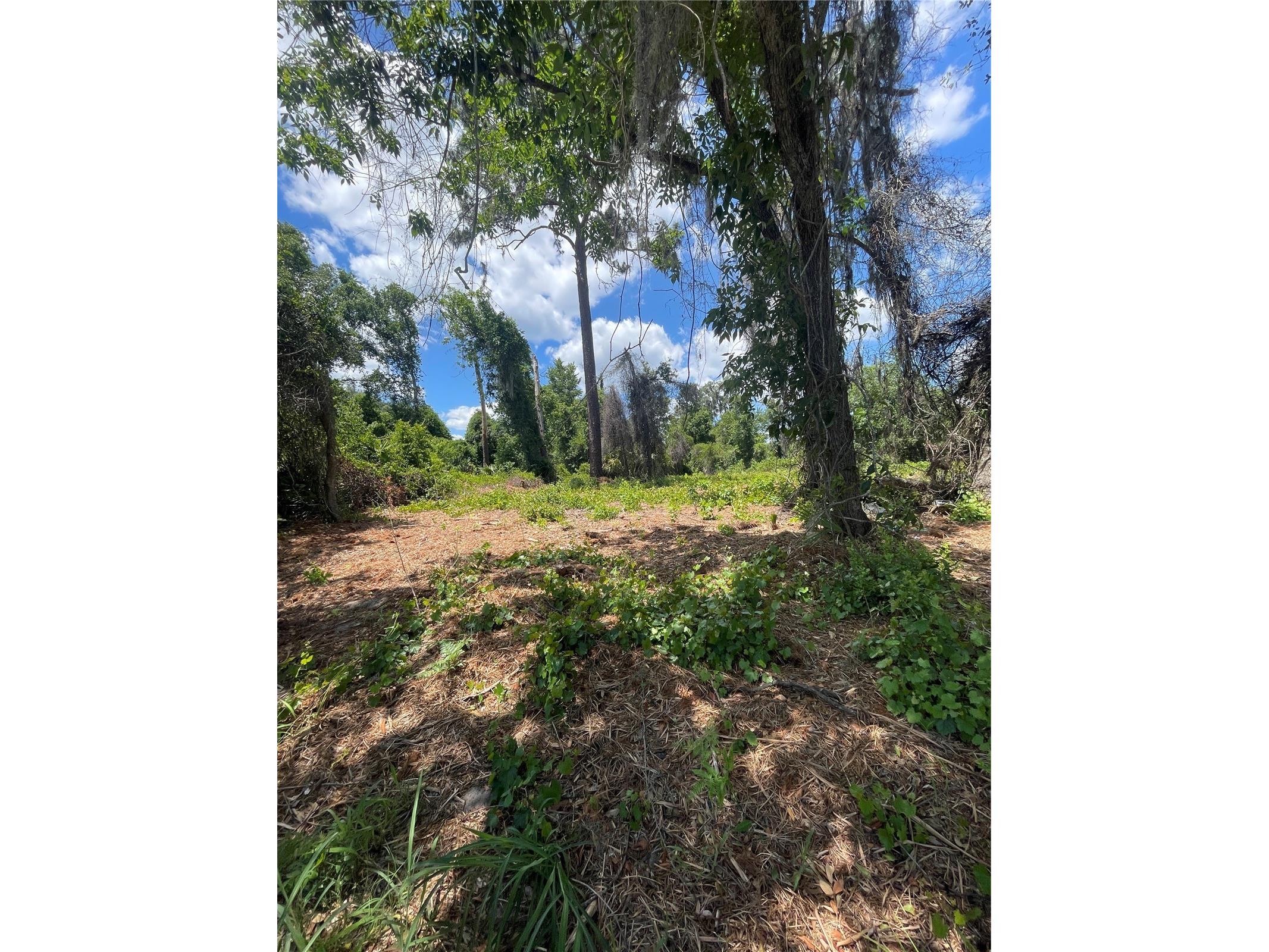 County Road 42 Umatilla FL 32784 G5113276 image3