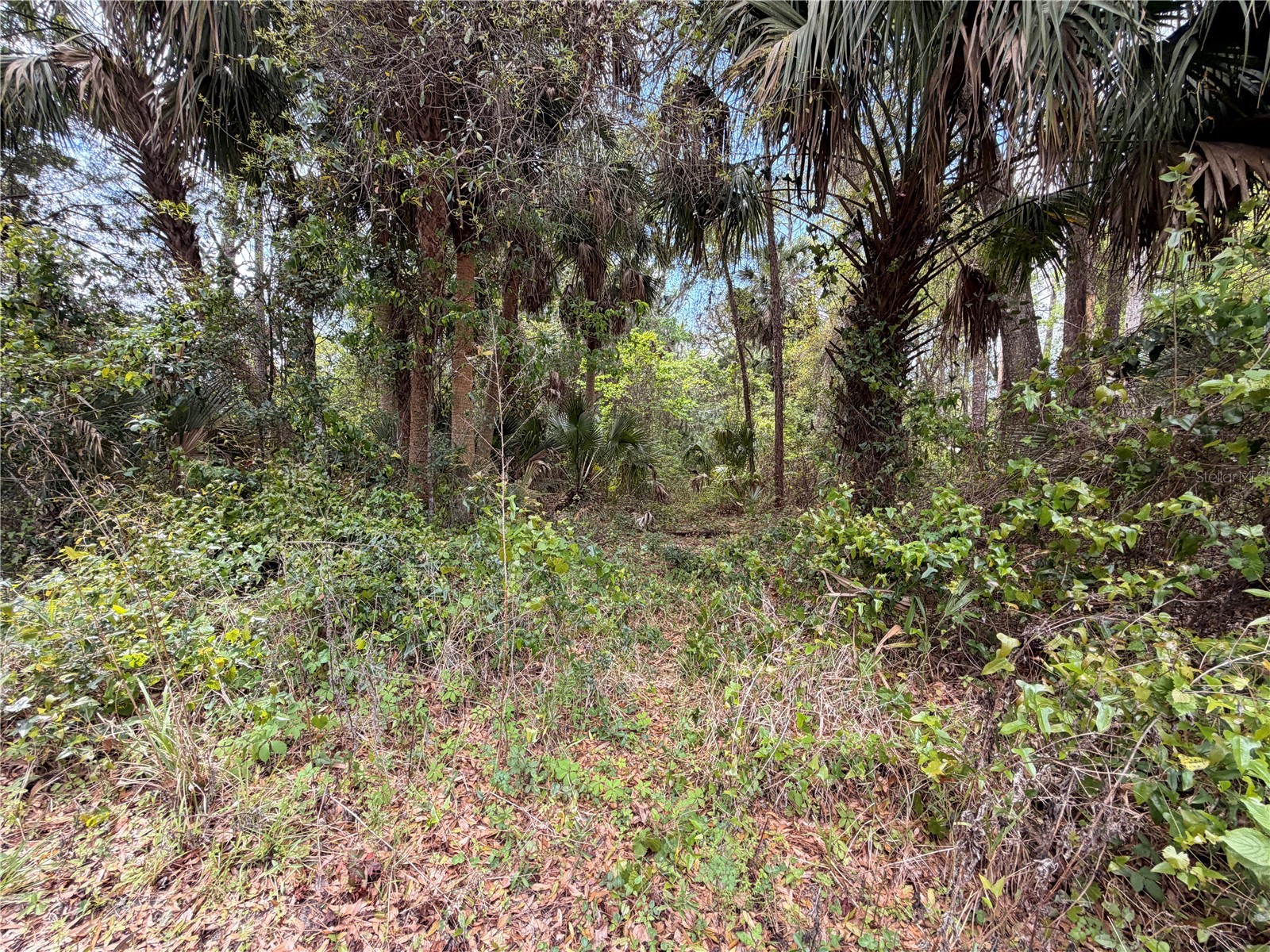 County Road 445a Astor FL 32102 R4910920 image4