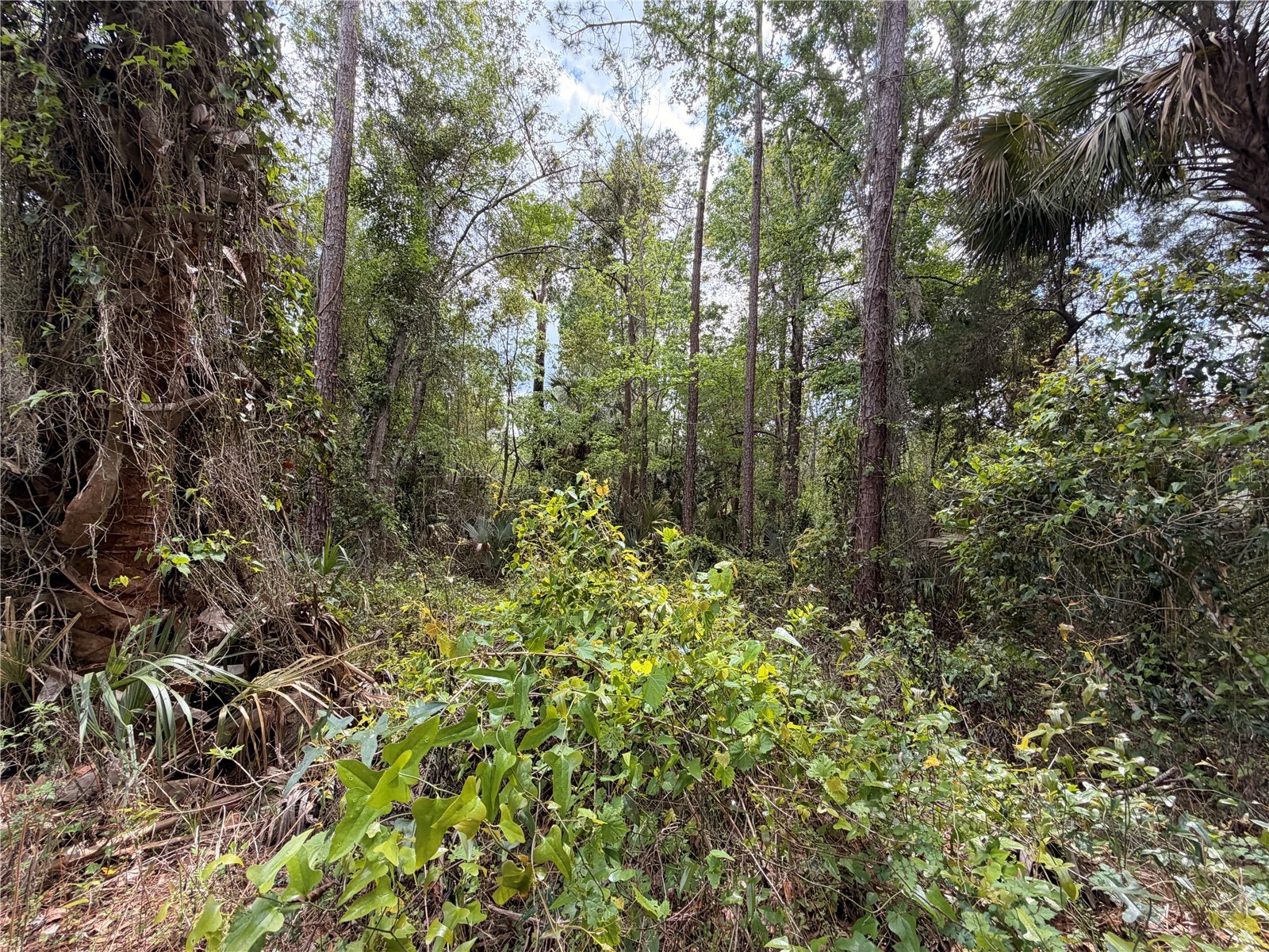 County Road 445a Astor FL 32102 R4910920 image5