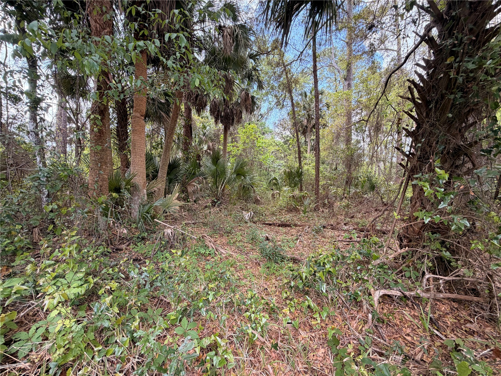 County Road 445a Astor FL 32102 R4910920 image6