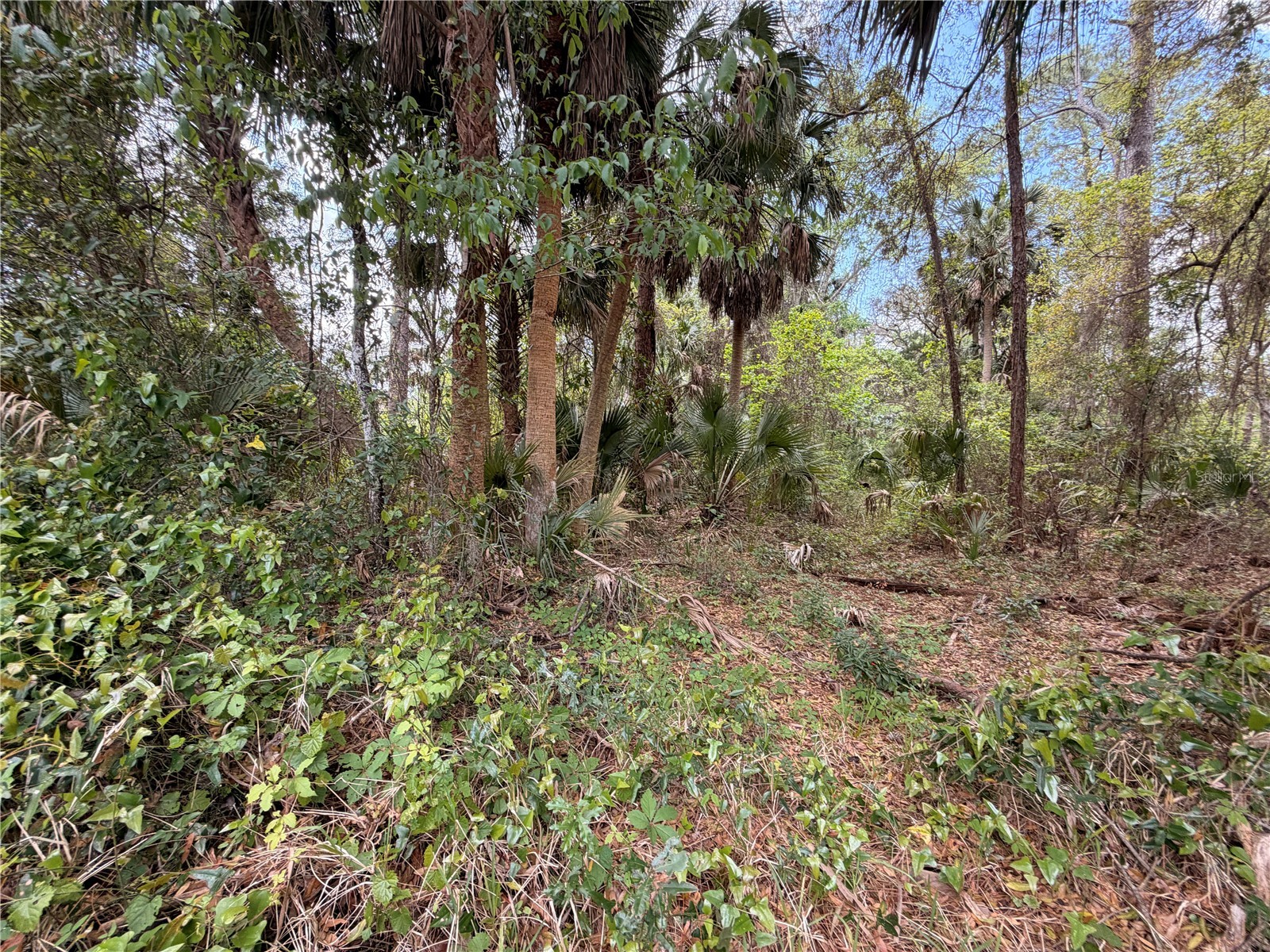 County Road 445a Astor FL 32102 R4910920 image7