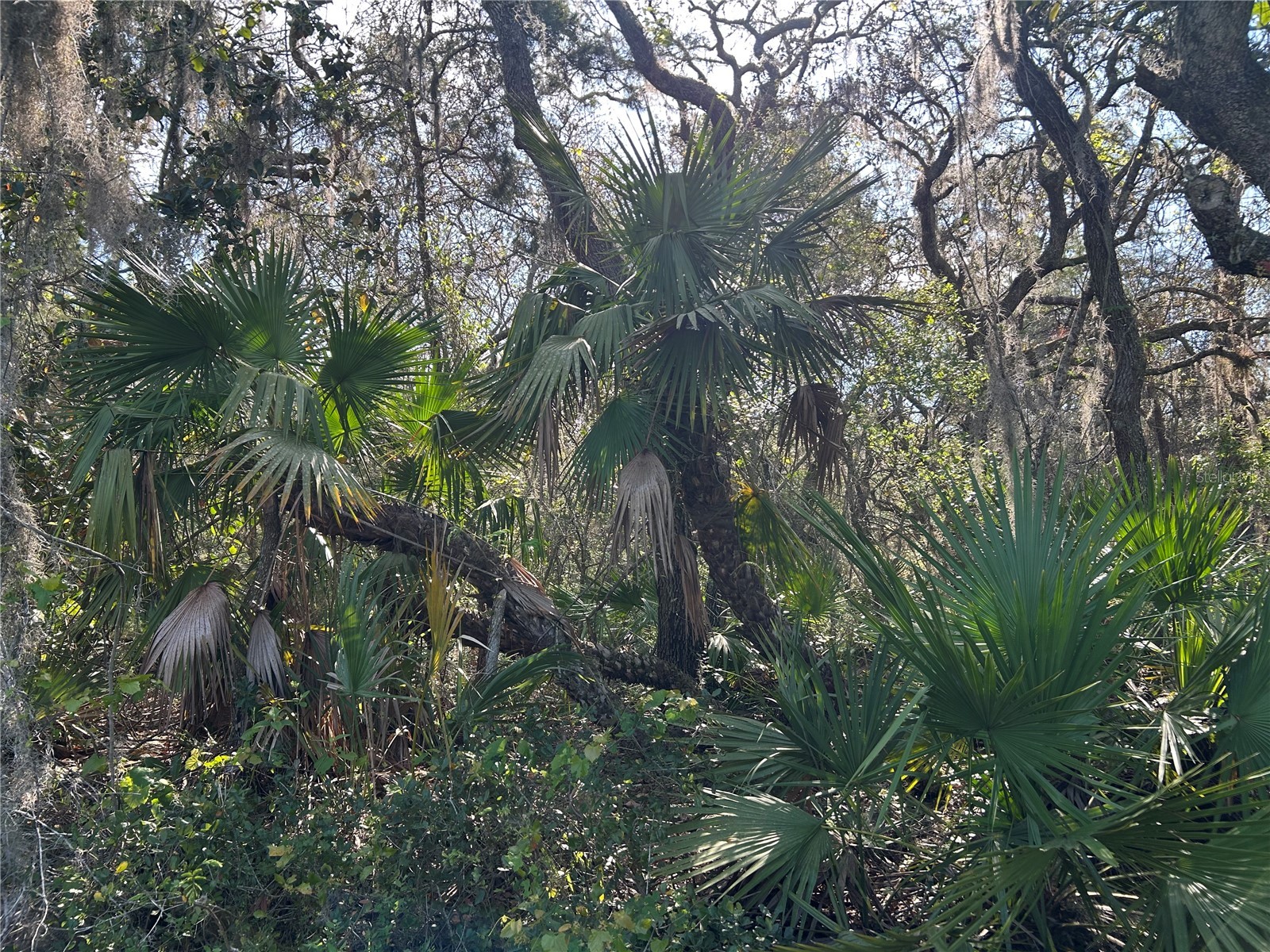 County Road 445a Astor FL 32102 R4910943 image2