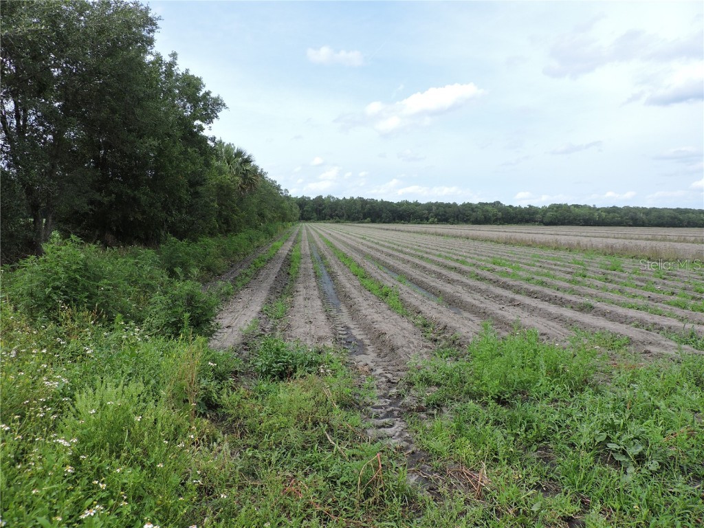 County Road 90 Road E Bunnell FL 32110 FC291074 image1