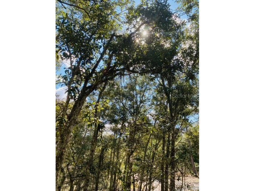 Coyote Road Hudson FL 34667 TB8445028 image1