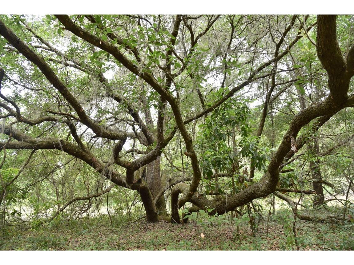 Cr-1474 Gainesville FL 32641 OM678948 image1