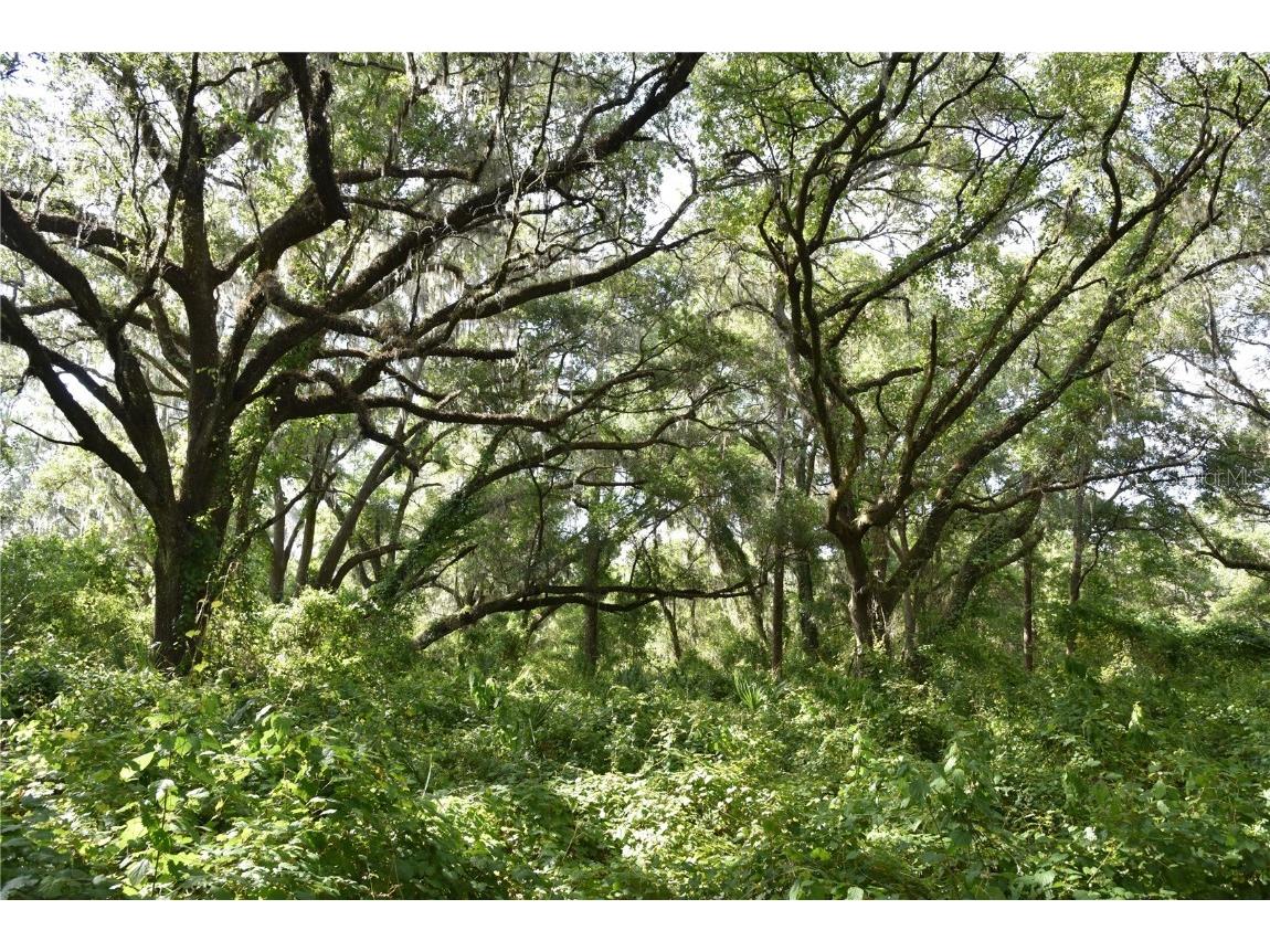 Cr-2082 Hawthorne FL 32640 OM680691 image1