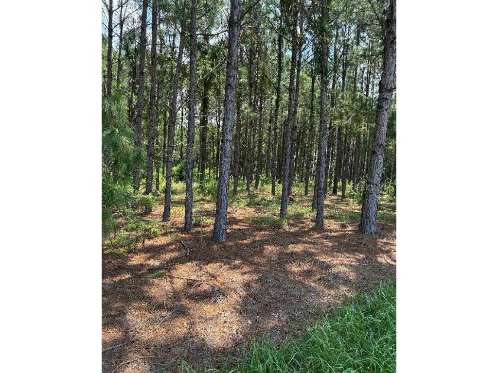 Cr 227 Road Oxford FL 34484 G5101151 image2