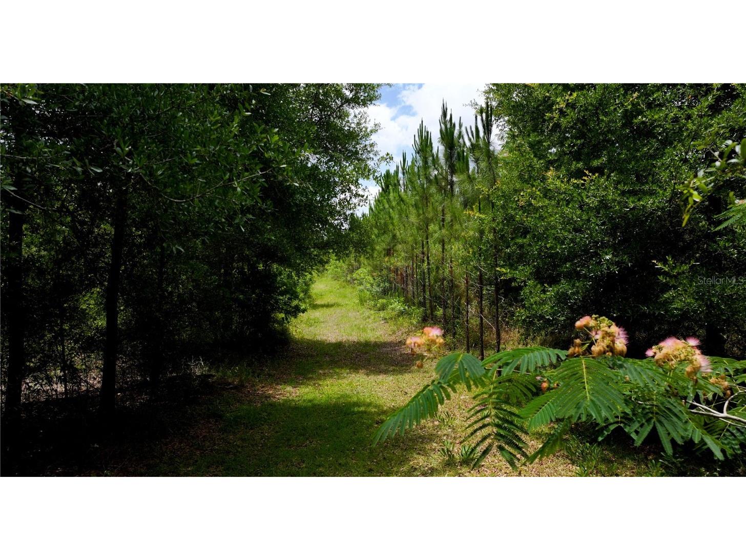 Cr 235 Newberry FL 32669 GC531321 image10