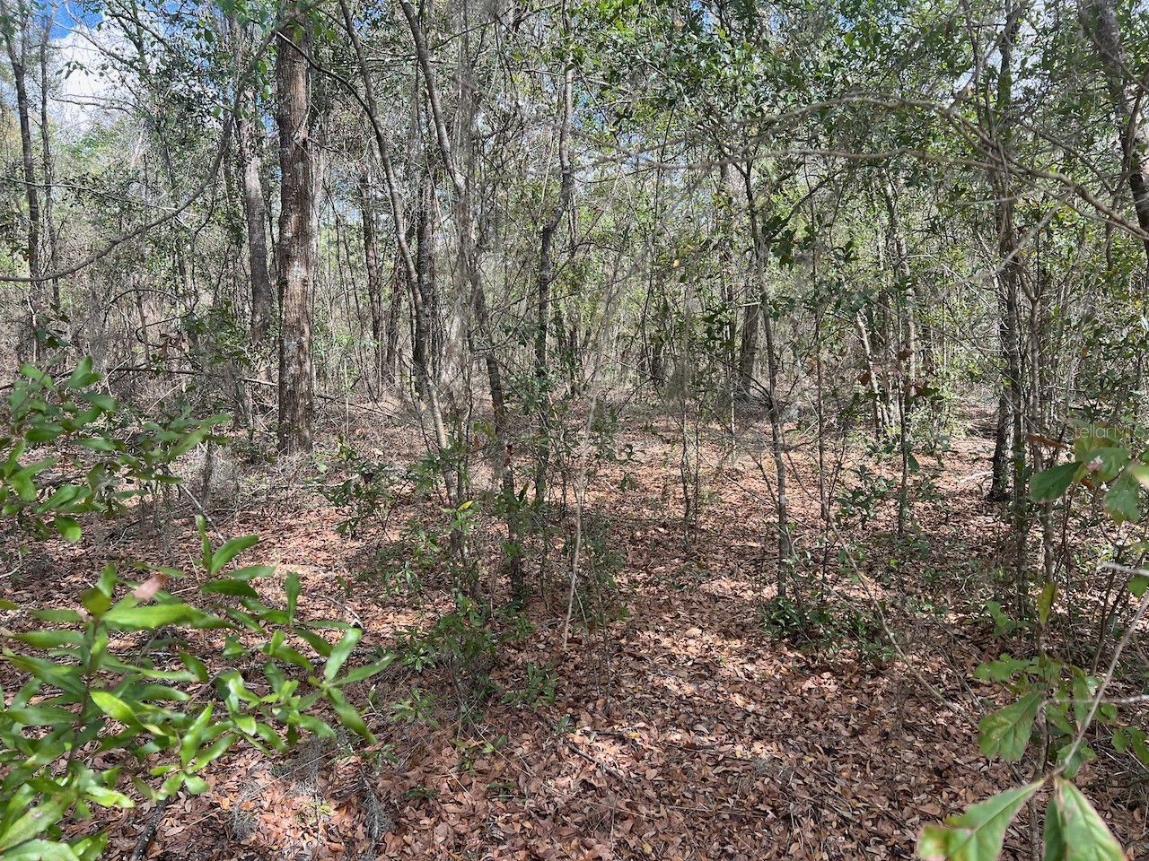 Cr 339 NW Trenton FL 32693 OM720096 image18