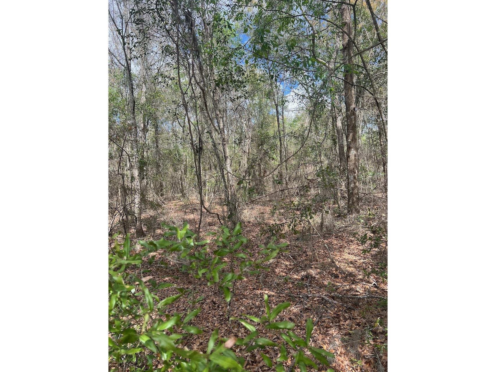 Cr 339 NW Trenton FL 32693 OM720096 image19