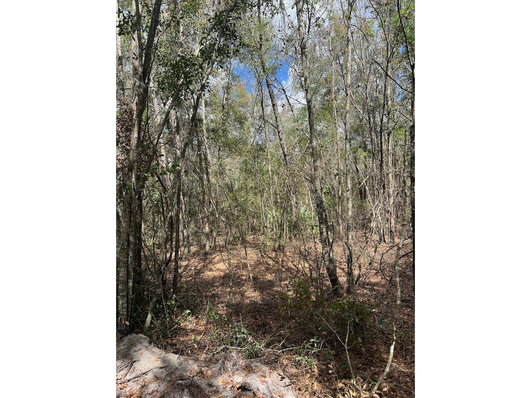 Cr 339 NW Trenton FL 32693 OM720096 image20