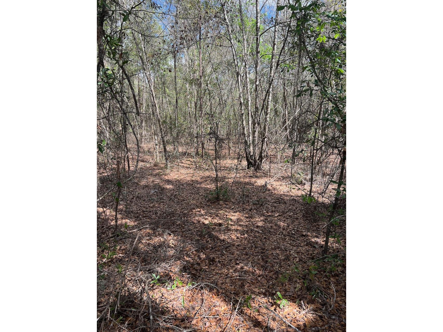 Cr 339 NW Trenton FL 32693 OM720096 image22