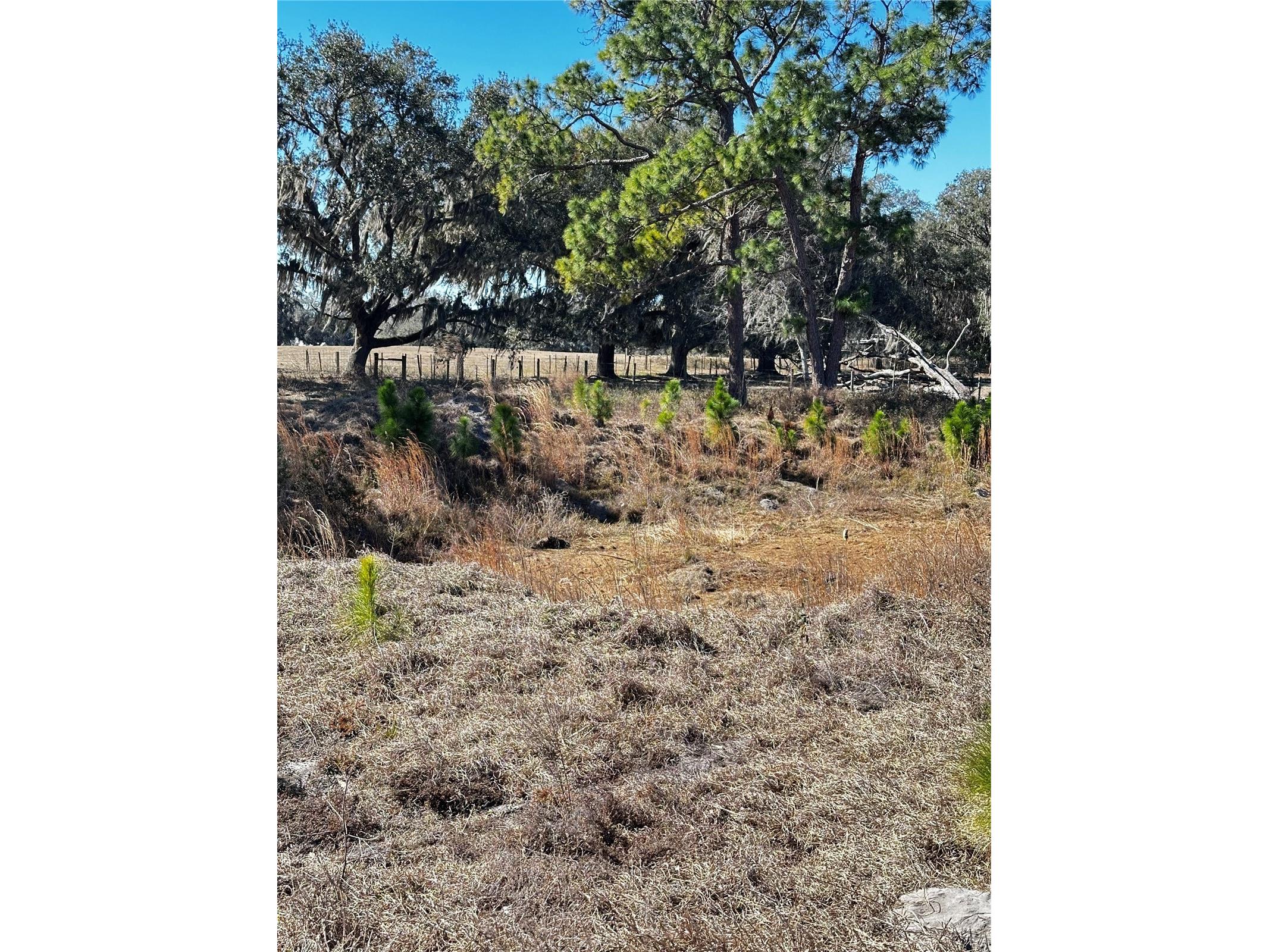 Cr 707 Road Webster FL 33597 TB8473989 image5