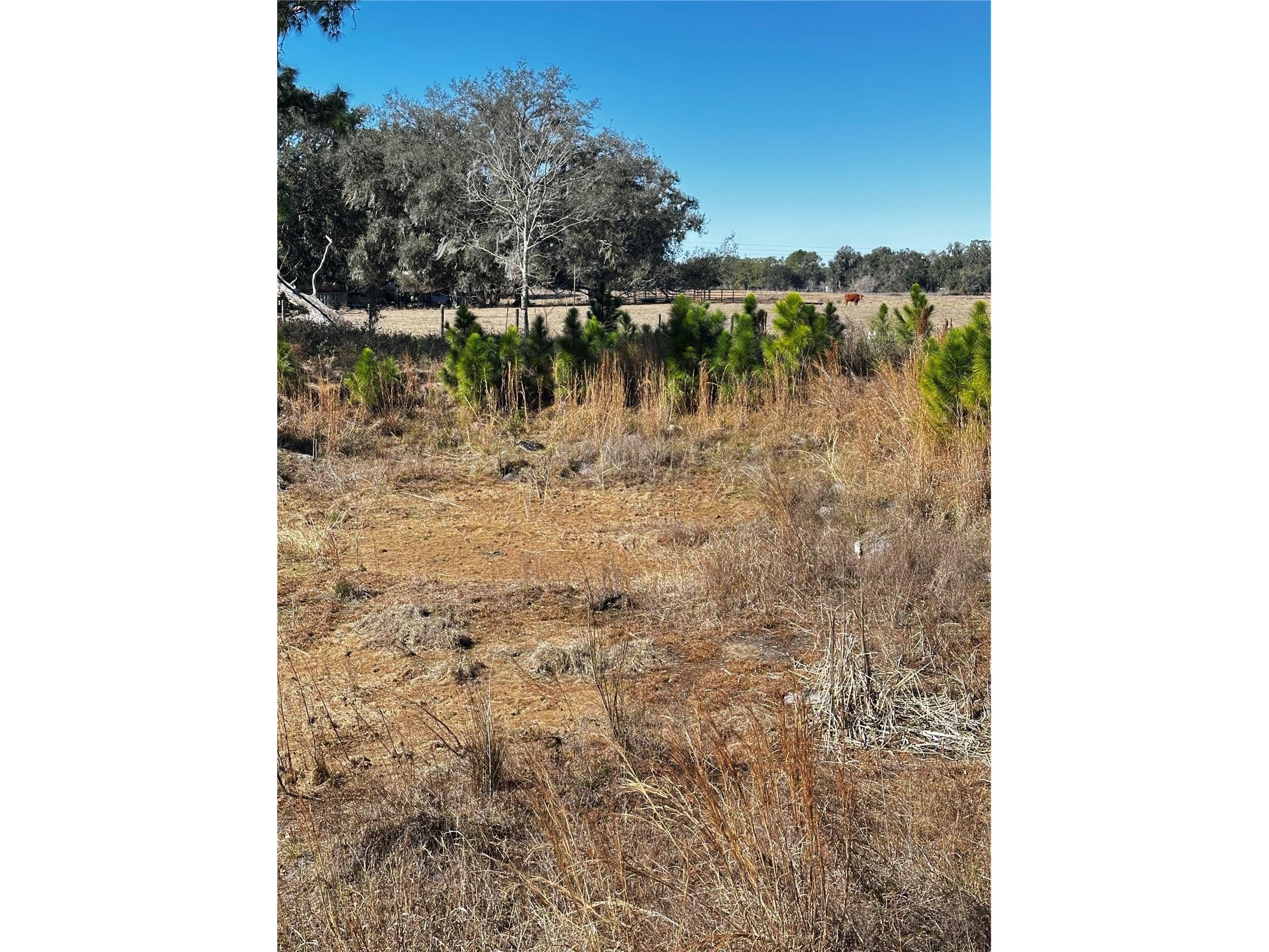 Cr 707 Road Webster FL 33597 TB8473989 image6