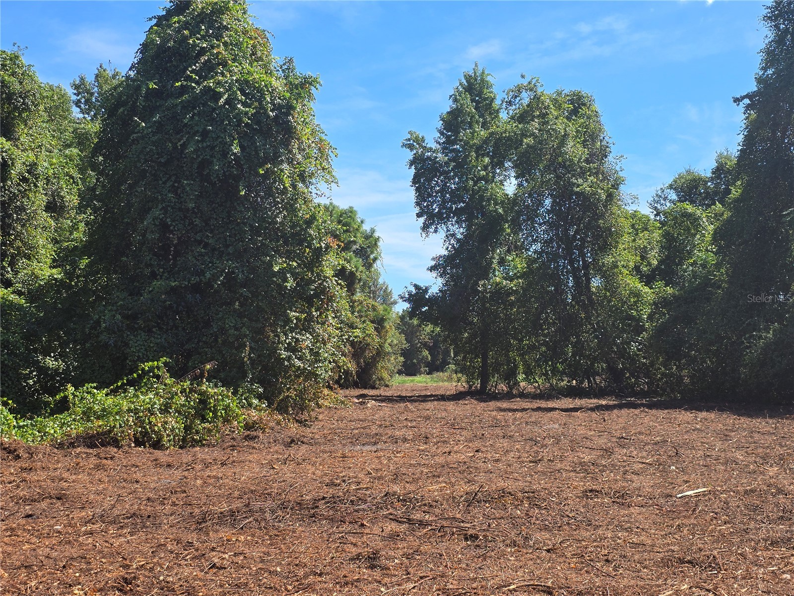 Cr 736 Center Hill FL 33514 OM707838 image29