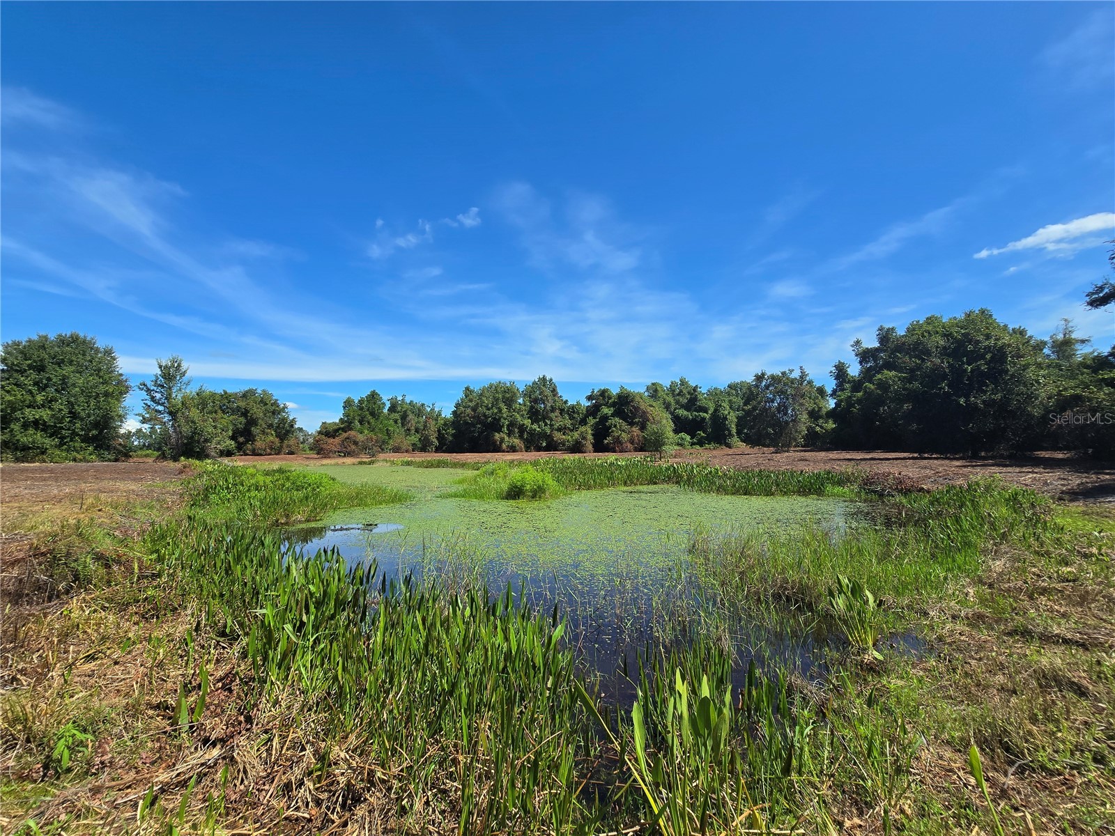 Cr 736 Center Hill FL 33514 OM707838 image39