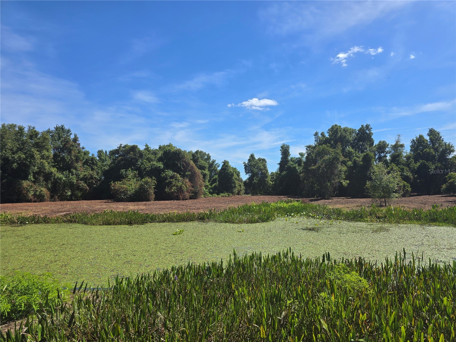 Cr 736 Center Hill FL 33514 OM707838 image40