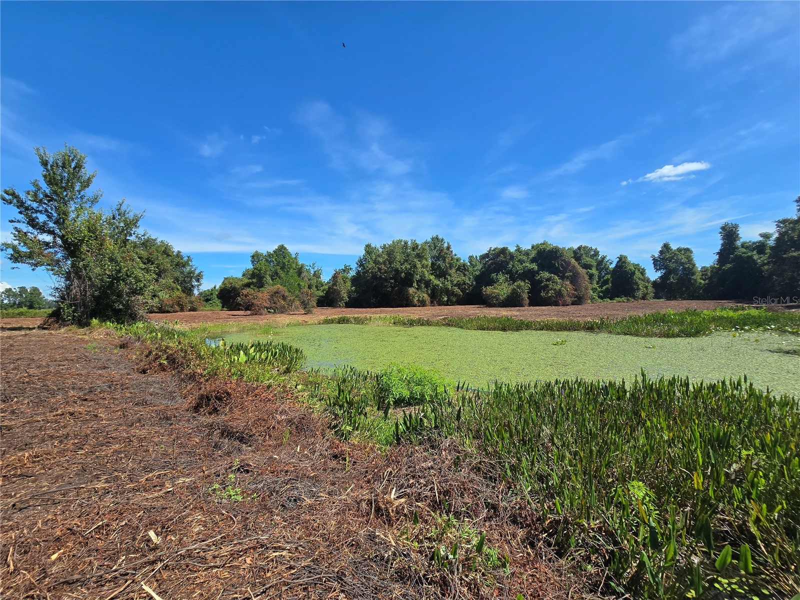 Cr 736 Center Hill FL 33514 OM707838 image41