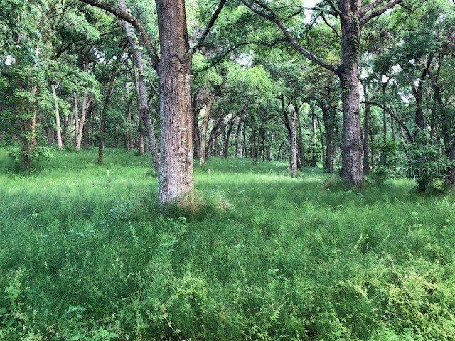 Crazy Horse Lane Eustis FL 32736 G5085678 image1