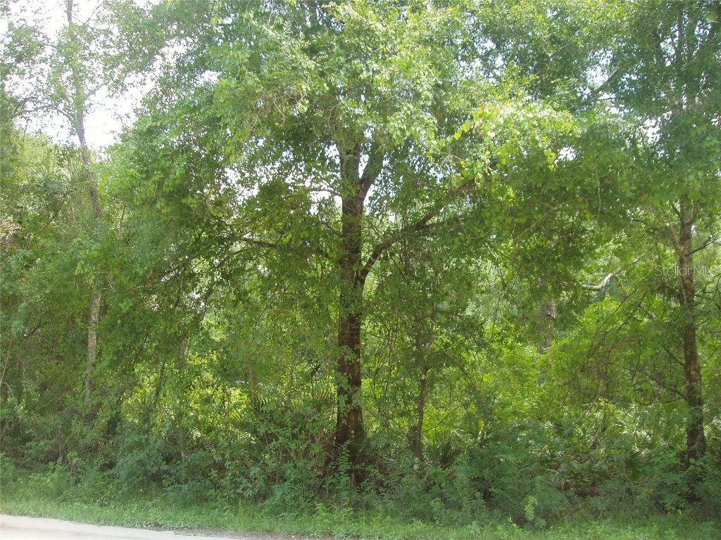 Creek Road Wesley Chapel FL 33543 T3451256 image1
