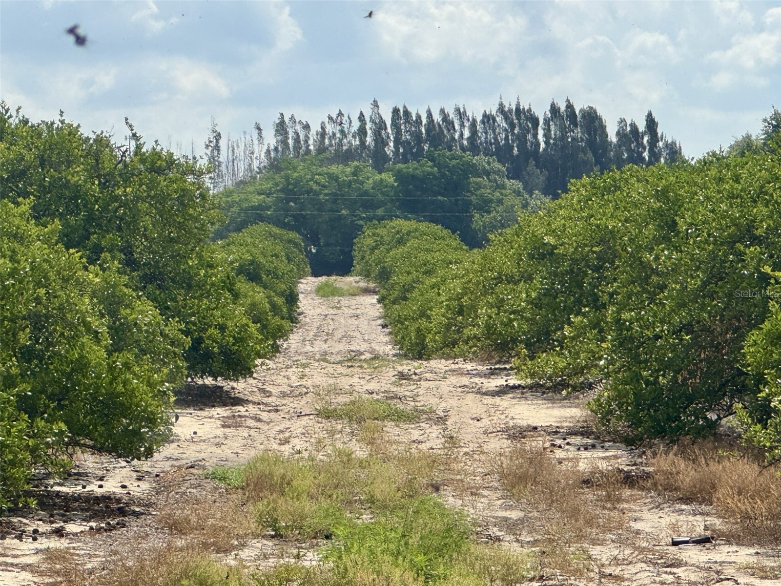 Crooked Lake Drive N Babson Park FL 33827 P4938673 image1