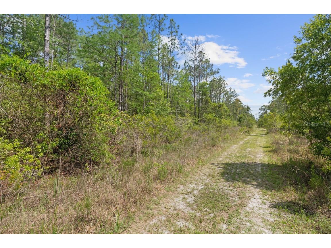 Crotty Avenue Hastings FL 32145 O6312348 image2