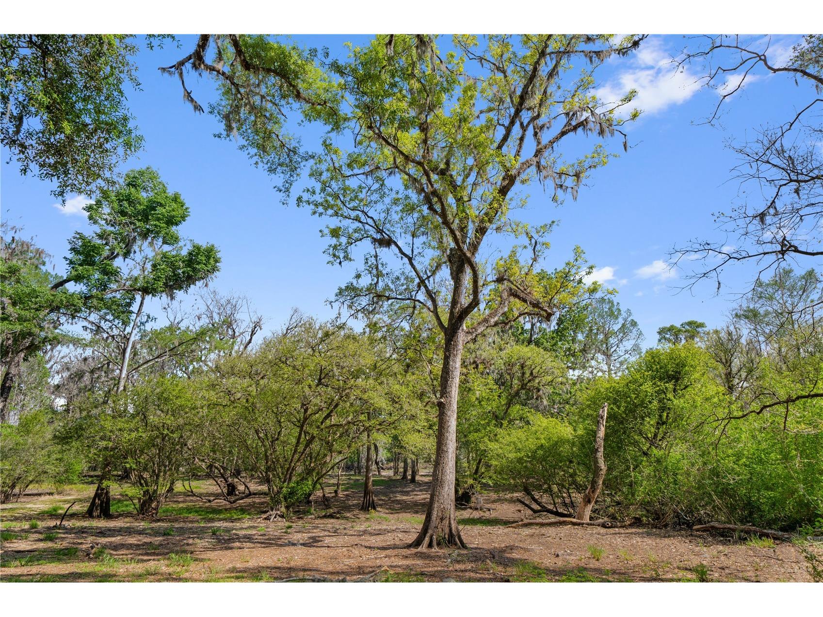  Old Town FL 32680 - SUWANNEE RIVER GC538897 image1