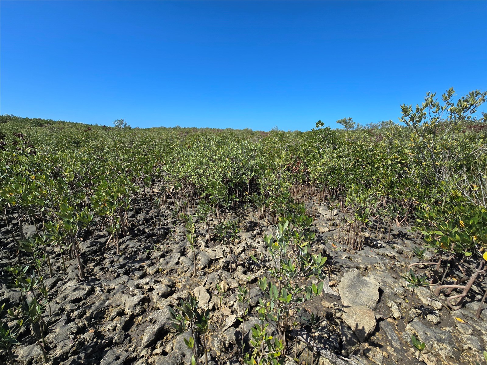  Crystal River FL 34429 OM721022 image14