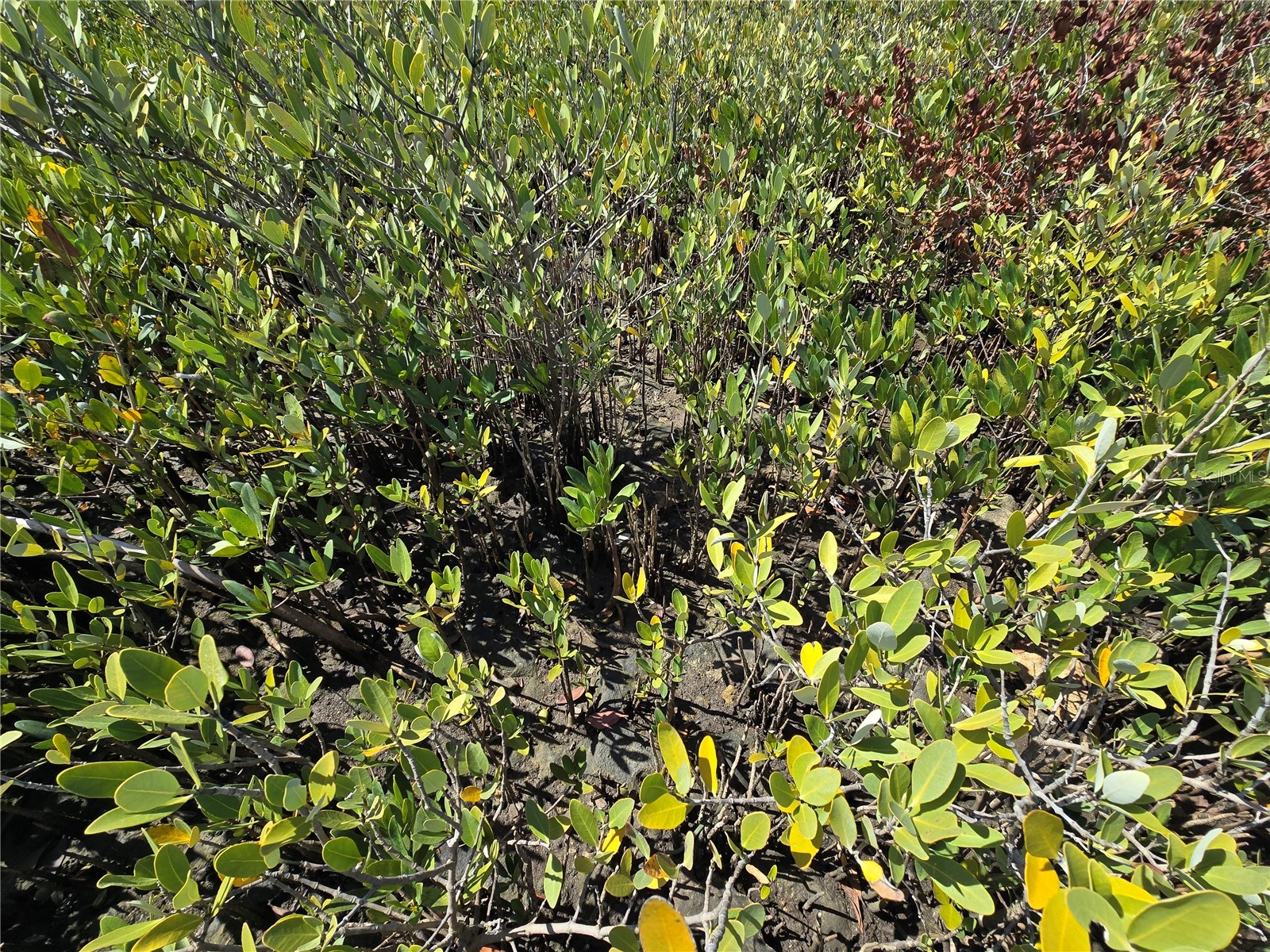  Crystal River FL 34429 OM721022 image4