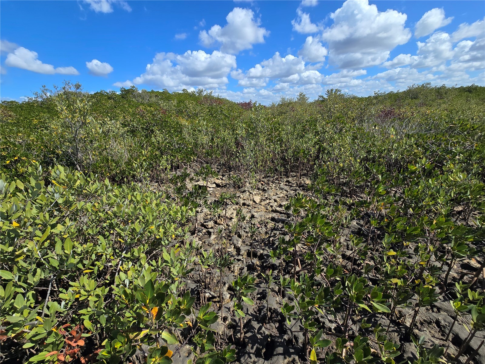  Crystal River FL 34429 OM721022 image6