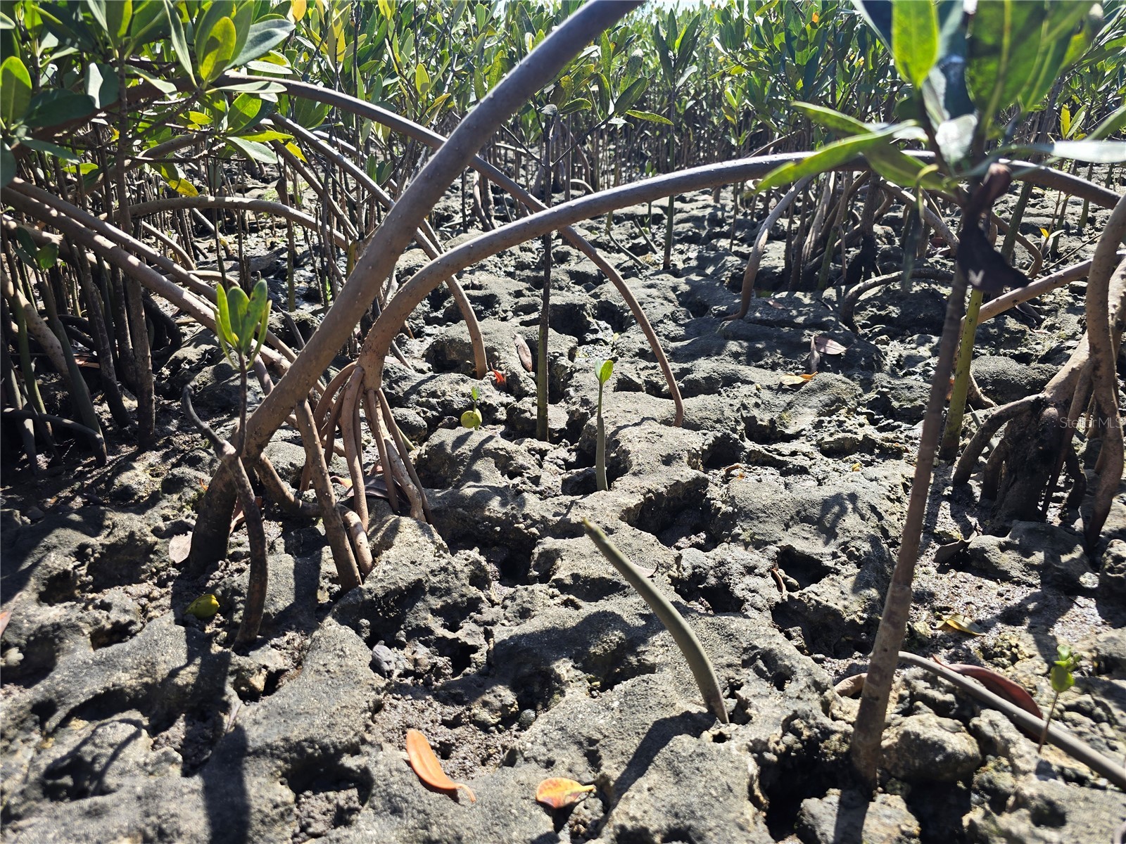  Crystal River FL 34429 OM721022 image9