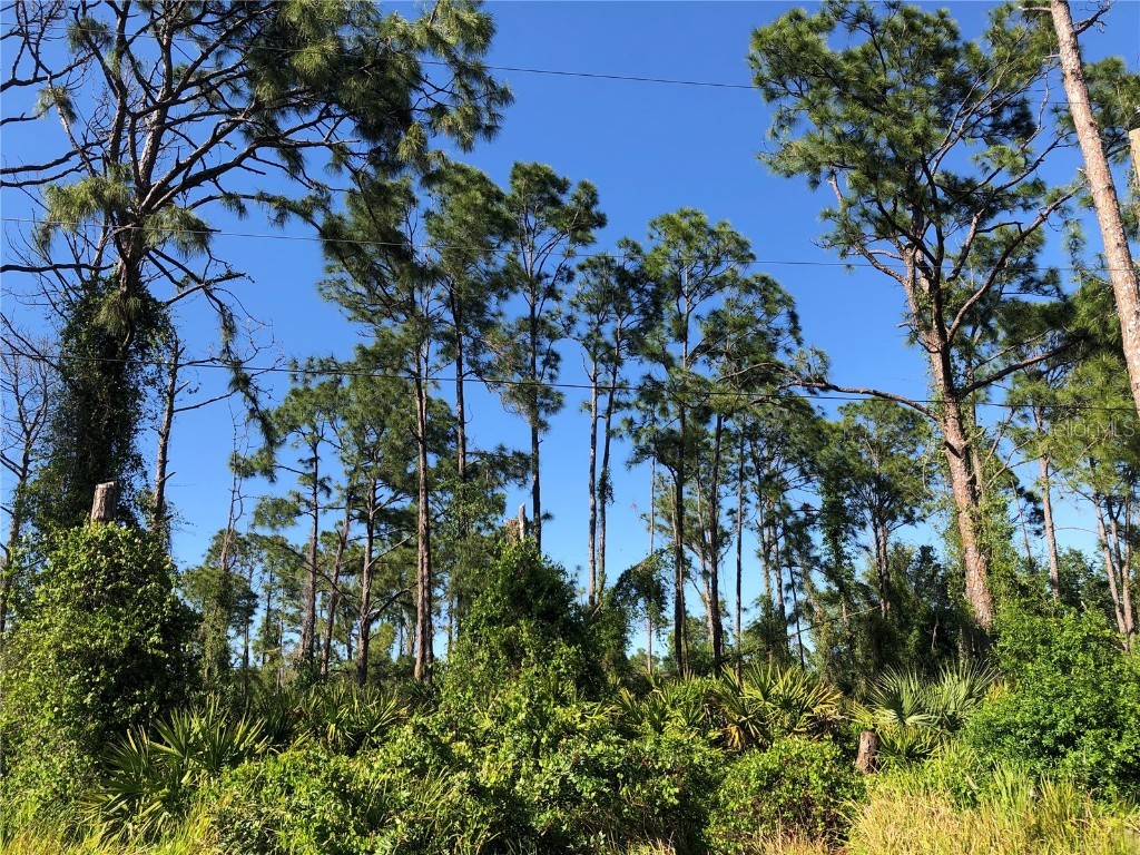 Dandurand Avenue North Port FL 34291 C7490561 image4