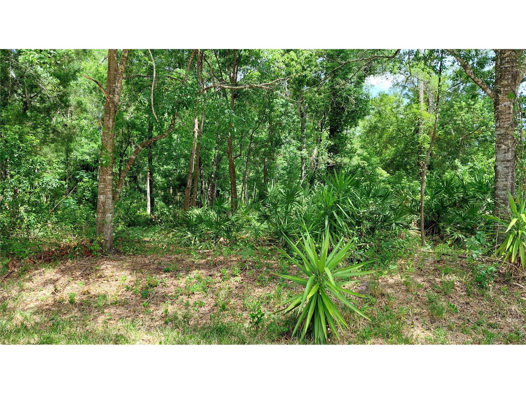 Davista New Port Richey FL 34654 TB8499549 image1