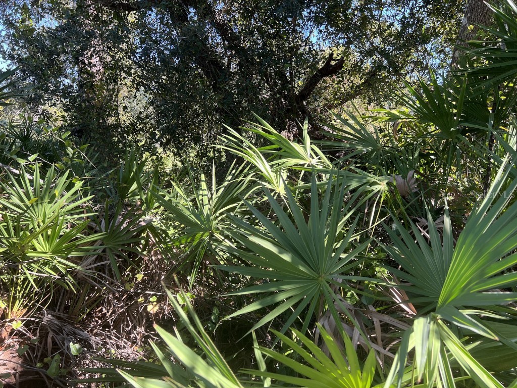 De Leon Drive North Port FL 34287 C7517784 image4