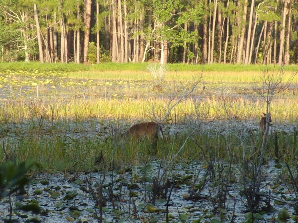 Deep Woods Road Paisley FL 32767 V4945611 image10