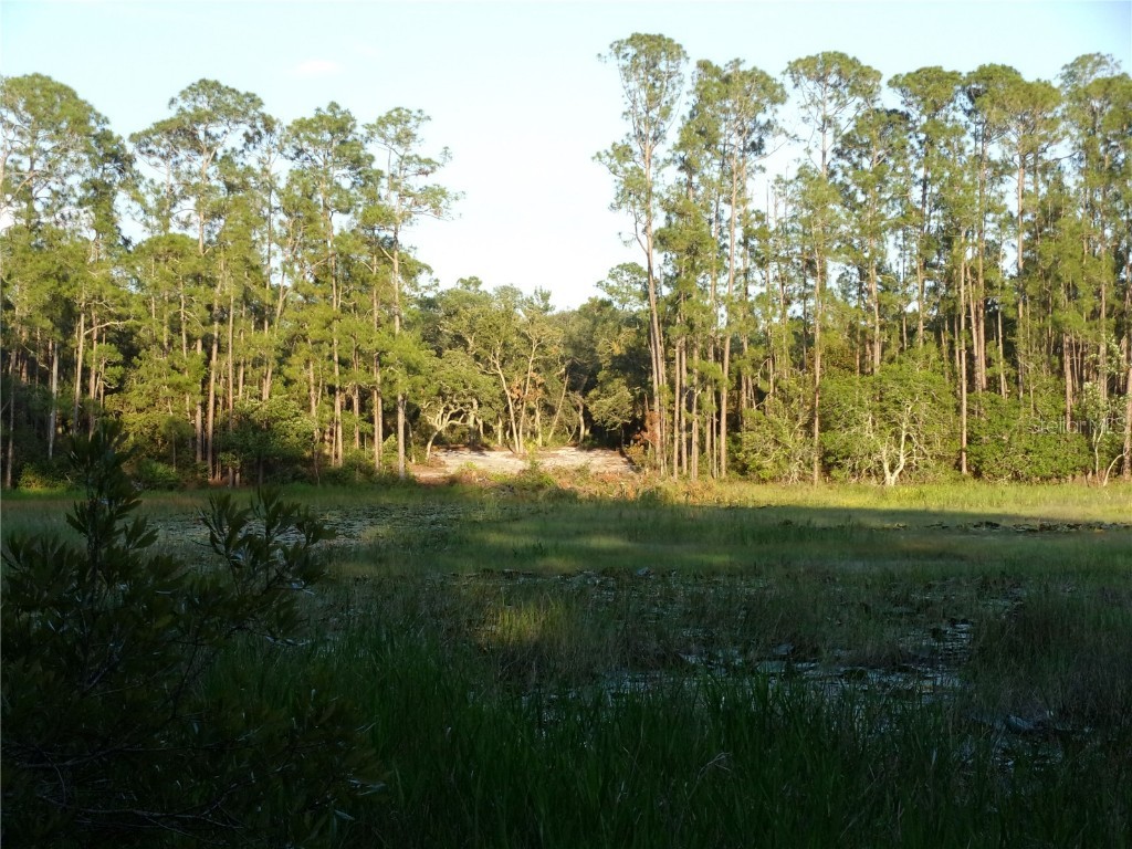 Deep Woods Road Paisley FL 32767 V4945611 image15