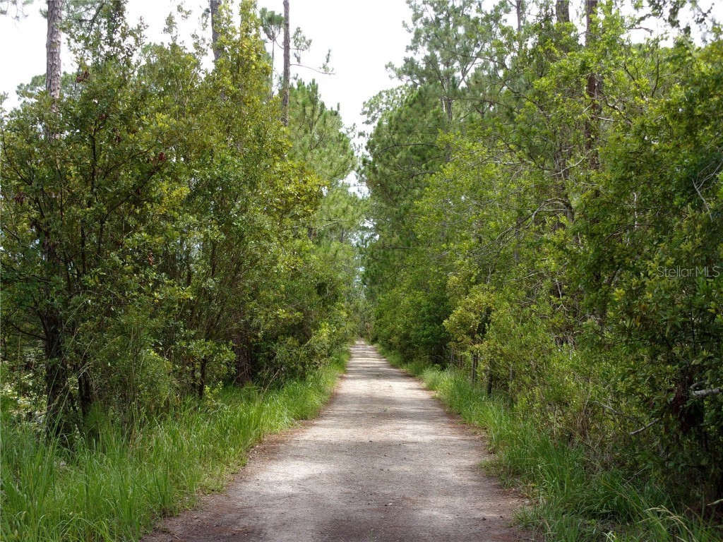 Deep Woods Road Paisley FL 32767 V4945611 image16
