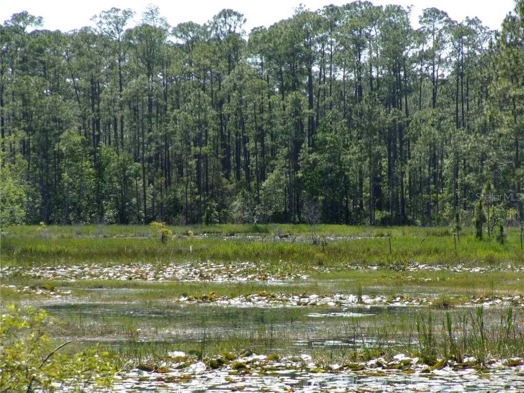 Deep Woods Road Paisley FL 32767 V4945611 image21