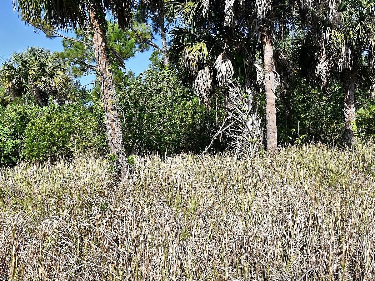Dennis Street North Port FL 34286 C7528451 image3