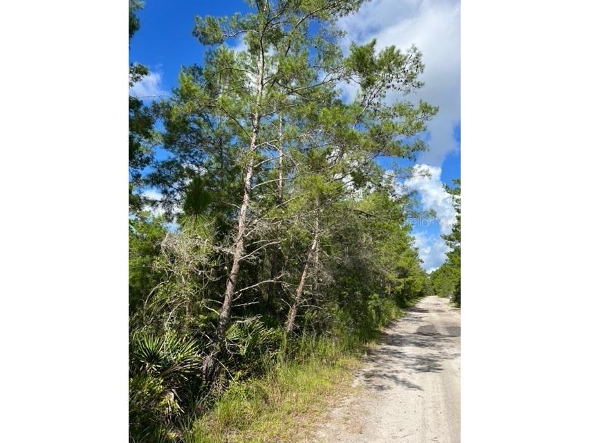 Dogwood Paper Lane Osteen FL 32764 O6047855 image1