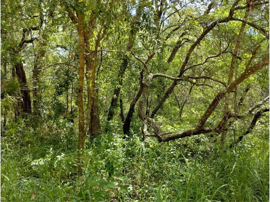 Dogwood Way Lady Lake FL 32159 G5097900 image4