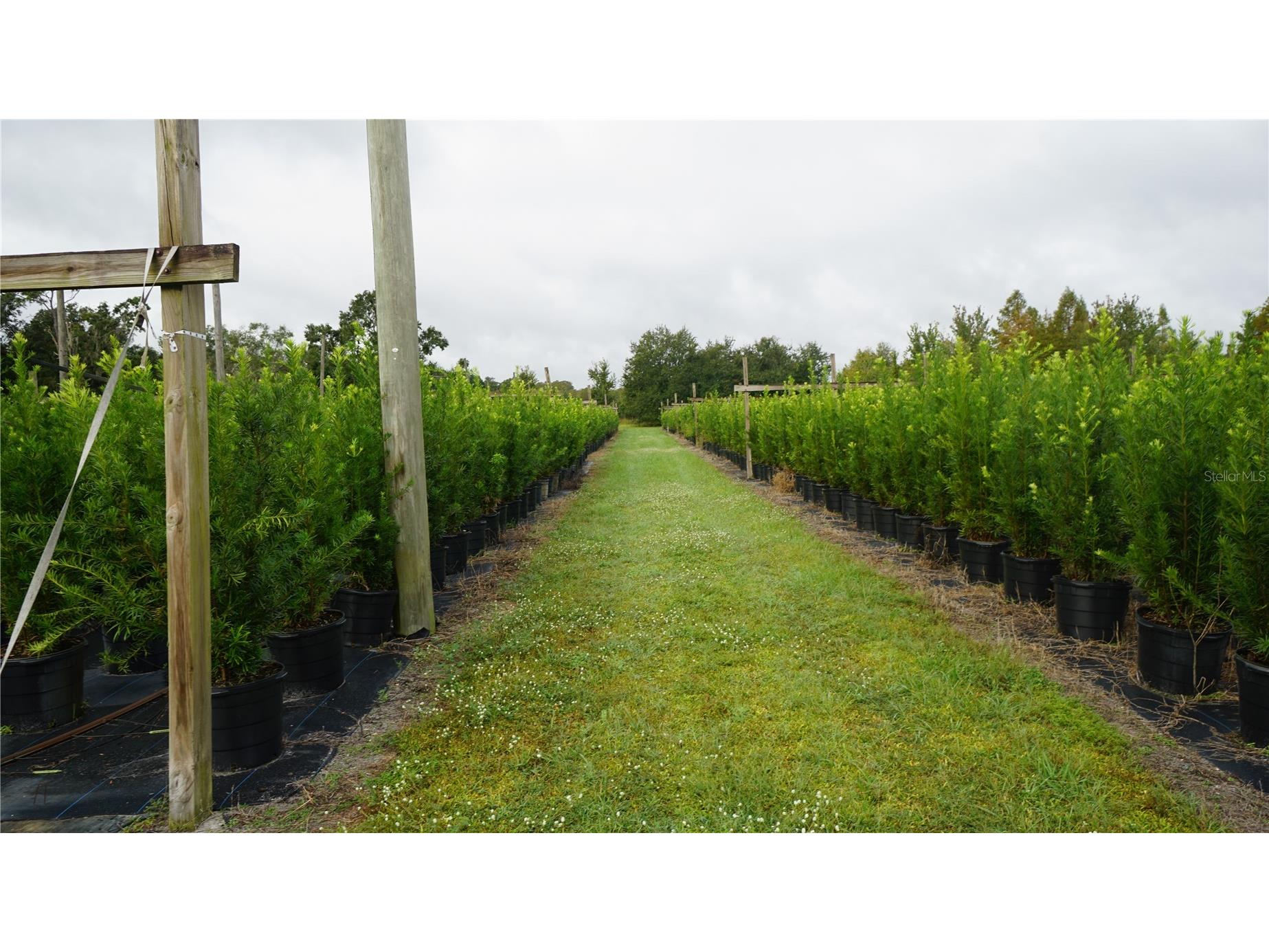 Douglas Road Groveland FL 34736 G5108033 image4