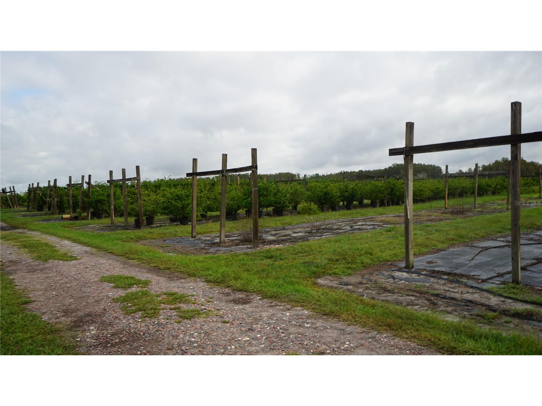 Douglas Road Groveland FL 34736 G5108033 image5