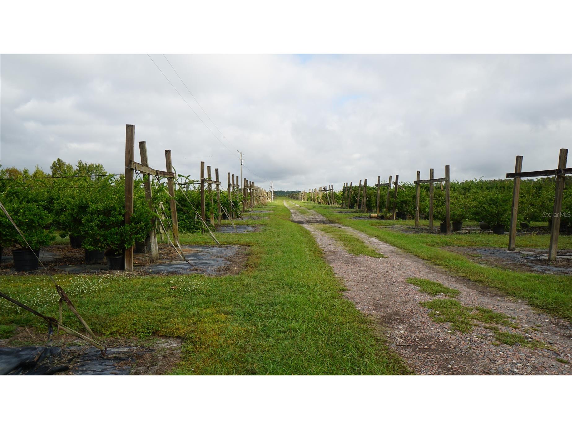 Douglas Road Groveland FL 34736 G5108033 image6