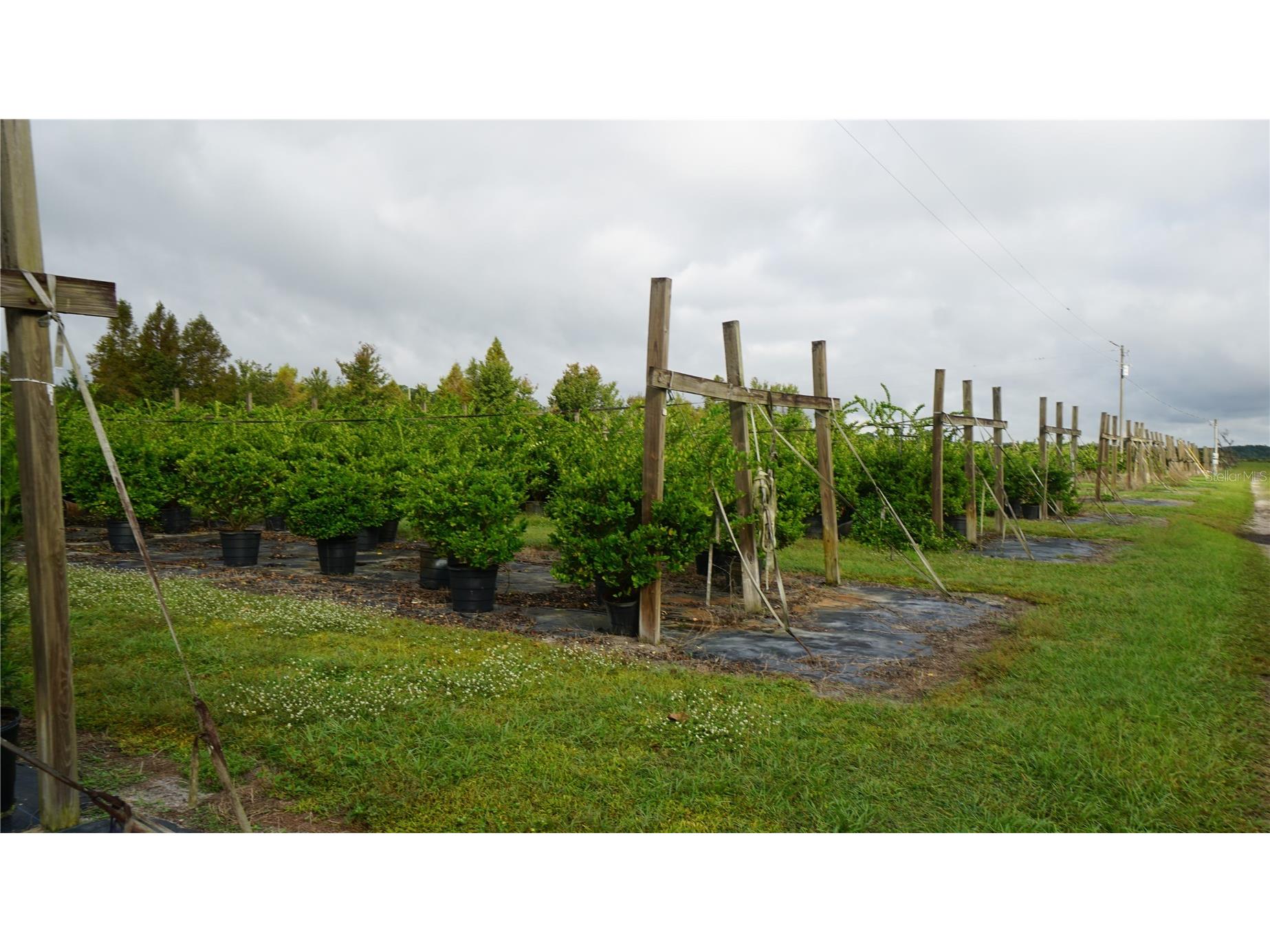 Douglas Road Groveland FL 34736 G5108033 image7