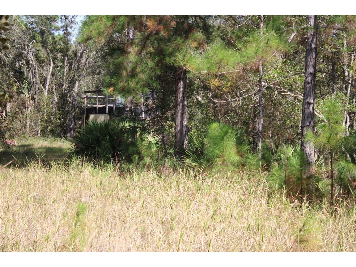 Duboise Drive Clermont FL 34711 S5138235 image15