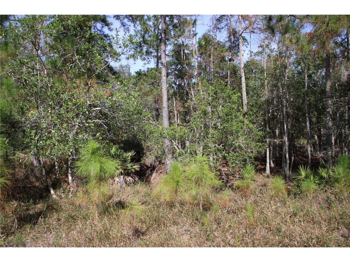 Duboise Drive Clermont FL 34711 S5138235 image16